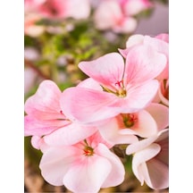 Açık Pembe Sardunya Çiçeği 30-40 Cm Saksılı Çiçekli Bodur Bitkiler Geranium