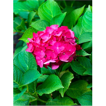 Özel Fuşya Renk Çiçekli Ortanca Fidanı 30-60 Cm Tüplü Çiçekli Bodur Bitkiler Hydrangea