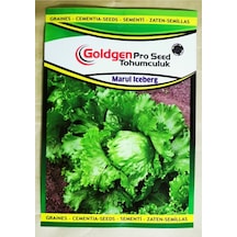 Goldgen Pro Seed Iceberg Marul Tohumu