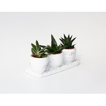 TRİO BEYAZ SUKULENT SETİ - Haworthia, Crassula Perforata