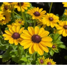 Rudbekya Çiçeği Tohumu Dalgalı Bodur Sarı Kırmızı Renkli - 5 Tohum