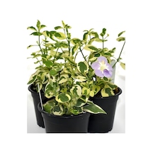 Cezayir Menekşesi Alacalı Büyük Çiçekli Vinca Major Variegata Saksıda