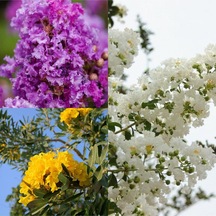 Videolu Sarı Beyaz Mor 3 Adet Oya Ağacı Fidanı 30-75cm Tüplü Yellow White Purple Lacebark