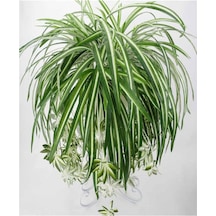 1 Adet Kurdela Çiçeği Fidanı 40-60cm Saksılı Ribbon Flower Seedling