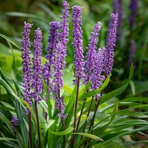 Çim Zambağı 'Liriope Muscari' 5'li Set