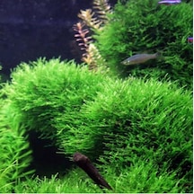 Taiwan Moss Yeni Sarım Canlı Bitki 5x5 Cm Diğer