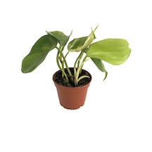 Philodendron Cordatum 'Brasil' Ø5,5 CM Y0-10 CM