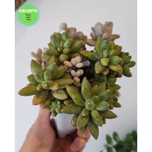 Little Jewel Sukulent 1 Adet