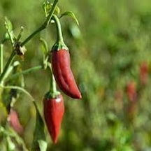 50 Adet Tohum Paket Acı Burbiye Biber Tohumu Saksı Toprak