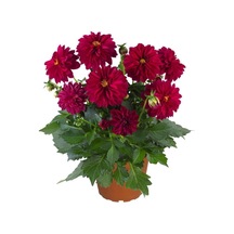 Dalia Fidanı 20 Cm 40 Cm