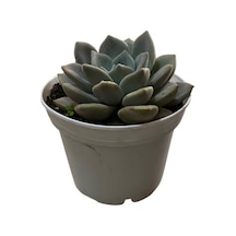 Echeveria 'german Champaign' Sukulent
