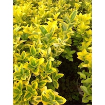 Videolu Gold Taflan Çiçeği Fidanı 30 50 Cm 1 Adet Saksılı Dış Mekan Bitkisi Celastraceae