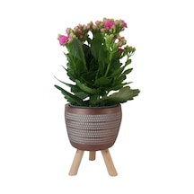 Pembe Kalanşo Kiremit Rengi Damla Saksıda  Kalanchoe