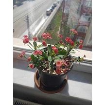 Dikenler Tacı Çiçeği Pembe Yetişmiş