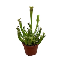 Sarracenia 'Umlanftiana' (Sinek Kapan Etobur Bitki)