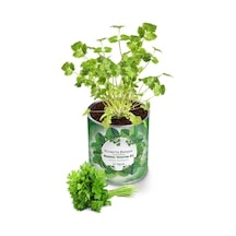 Maydanoz İri Yaprak