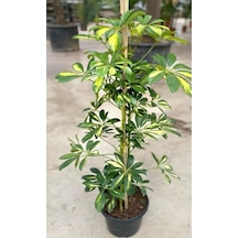 Videolu Tek Dal Alacalı Şeflera Çiçeği Beş Parmak Bitkisi 60-80 Cm Saksılı Iç Mekan Schefflera