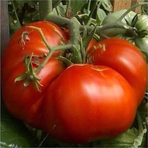 100 Adet Tohum Nadir Ithal Dev Hollanda Domates Tohum Hollanda Domates Tohum Sürpriz Hediye Tohumlu