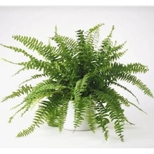 Aşk Merdiveni Çiçeği 10-20 Cm