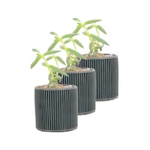 Mini Çiçek Saksı Küçük Sukulent Siyah Kaktüs Saksısı 3'lü Set Düz İnce Çizgili Model