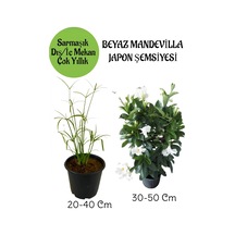 Japon Şemsiyesi 1 Adet Saksılı+beyaz Mandevilla Çiçeği 1 Adet Saksılı Salon Seti