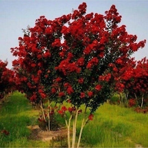 Tüplü Kırmızı Çiçekli Oya Ağacı Fidanı 30/50 Cm
