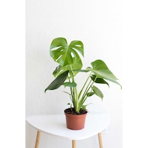 Monstera Deliciosa - Deve Tabanı - Ev Ofis Salon Iç Mekan Bitkisi - 40-50 Cm