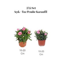 2'li Set Açık Pembe Toz Pembe Karanfil Çiçeği Dış Mekan Bitkisi