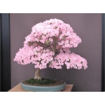 Bodur Cherry Blossom Bonzai Ağacı Tohumu 5 Adet Bonsai Ağacı Tohumu