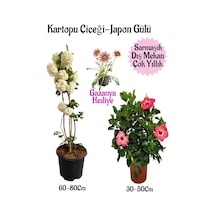 Kartopu Çiçeği 1 Adet +pembe Japon Gülü 1 Adet+pembe Gazanya Saksılı Bahçe Seti
