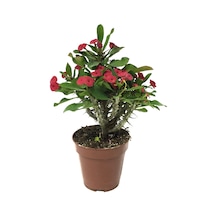 Euphorbia Milii 'Pink' (Dikenler Tacı Çiçeği) Ø12 CM Y20-25 CM