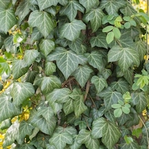 Tüplü Hedera Helix Yeşil Duvar Sarmaşığı Fidanı 80-120 Cm