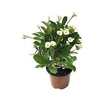 Saksılı Sarı Dikenler Tacı Japon Iğnesi Euphorbia Milii 10-20 Cm