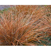 Carex Testacea 5'li Set - Otsu Yer Örtücü Bitki