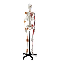Esnek İnsan İskeleti Modeli, Kasları Ve Ligamentleri Gösteren, Numaralandırılmış, 180 Cm - İskelet Maketi 01