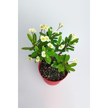 Sarı Japon Iğnesi Dikenler Tacı Euphorbia Milii Fidanı Saksılı 10-20 Cm