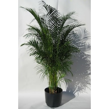 Nura Botanik Areka Palmiyesi - Areca Palm 80 Cm Canlı