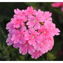 Pembe Mine Çiçeği F1 Tohumu 20 Tohum 58906173