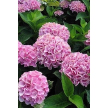 Ortanca 40 60 Cm, Pembe