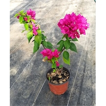 Bodur Begonvil Fuşya Renk 40-50cm Saksılı Diğer