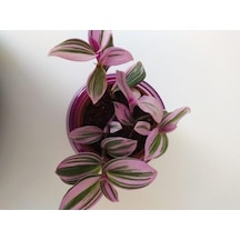 Pembe Telgraf Çiçeği Nanouk Telgraf Çiçeği Tradescantia Nanouk