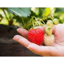 Çilek Fidesi Salkım Çilek Yediveren Çilek Fidanı Açık Kök Adet Se 250 ADET