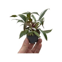 Philodendron 'red Anderson'