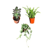 Gardenbox Prenses Çamı - Para Ağacı Çiçeği - Tespih Çiçeği