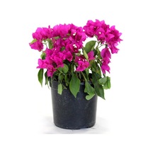Begonvil Fidanı Mor 25 Cm Çiçek