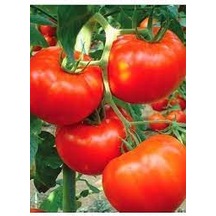 200 Adet Tohum Nadir Organik Köy Dev Domates Tohumu Yerli Köy D