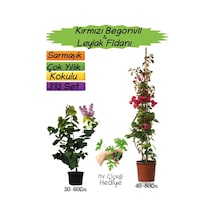 Kırmızı Renk Begonvil+kokulu Mor Leylak Fidanı+ıtır Çiçeği 3'lü Peyzaj Seti