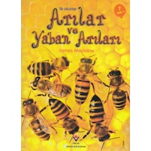 İlk Okuma - Arılar Ve Yaban Arıları - Ayho-814808
