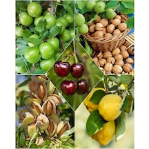 5 Çeşit Meyve Fidanı Erik , Ceviz  , Kiraz , Badem ve  Ayva