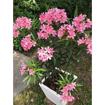 Videolu Pembe Zakkum Çiçeği 50 70 Cm 1 Adet Saksılı Çiçekli Bahçe / Balkon Bitkisi Nerium Oleander
